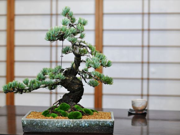 盆栽妙 極上五葉松 松富士 樹高約33cm 大型 贈り物 苗-