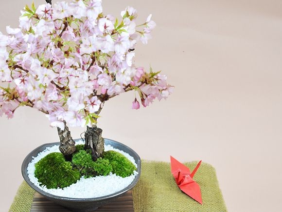 桜のミニ盆栽 満開桜２本立ち さかずきの器 鉢植え 旭山桜 : 50151a410 