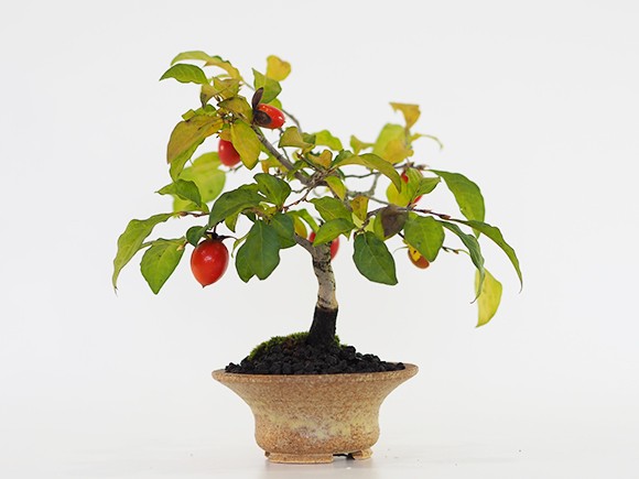 老爺柿双幹盆栽です。雄木一鉢付き。依頼品です。引き取り限定。 大幅値下げ。 送料無料 盆栽 老爺柿 5年生 : 盆栽妙 ヤフー店 - 通販 - Yahoo