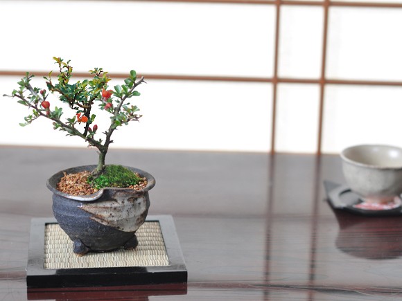 敬老の日プレゼント 盆栽 はじめて道具セットとミニ長寿梅 つぼ鉢 焼杉