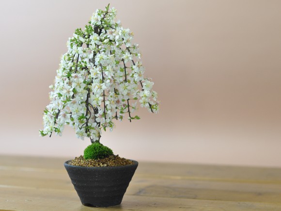 庭梅(ニワウメ)の盆栽 枝垂れた枝にたくさんの花 降り注ぐシャワーが