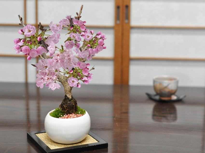 盆栽 桜 ミニ盆栽 ミニ桜 旭山桜 一才桜 モダン モダン盆栽 bonsai お 