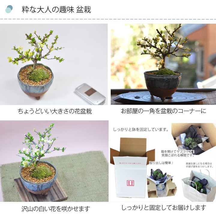 粋なオトナの趣味盆栽イメージ