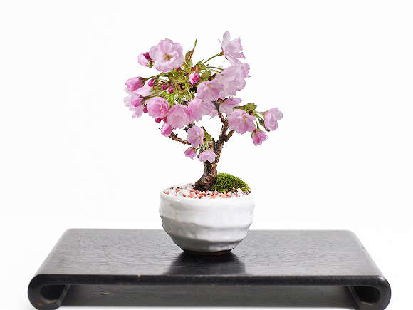 桜盆栽