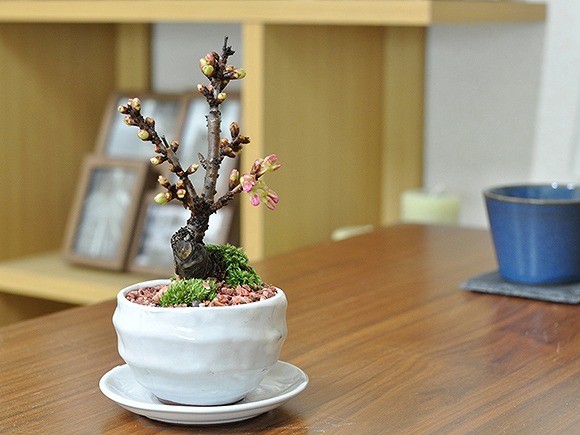 ミニ桜盆栽