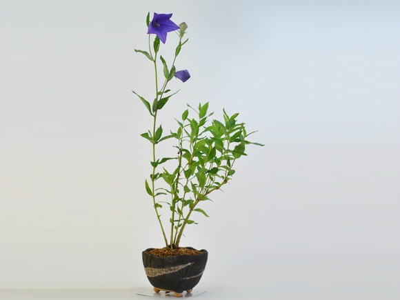 桔梗 紫の花咲く盆栽仕立て : 盆栽妙 ヤフー店 - 通販 - Yahoo