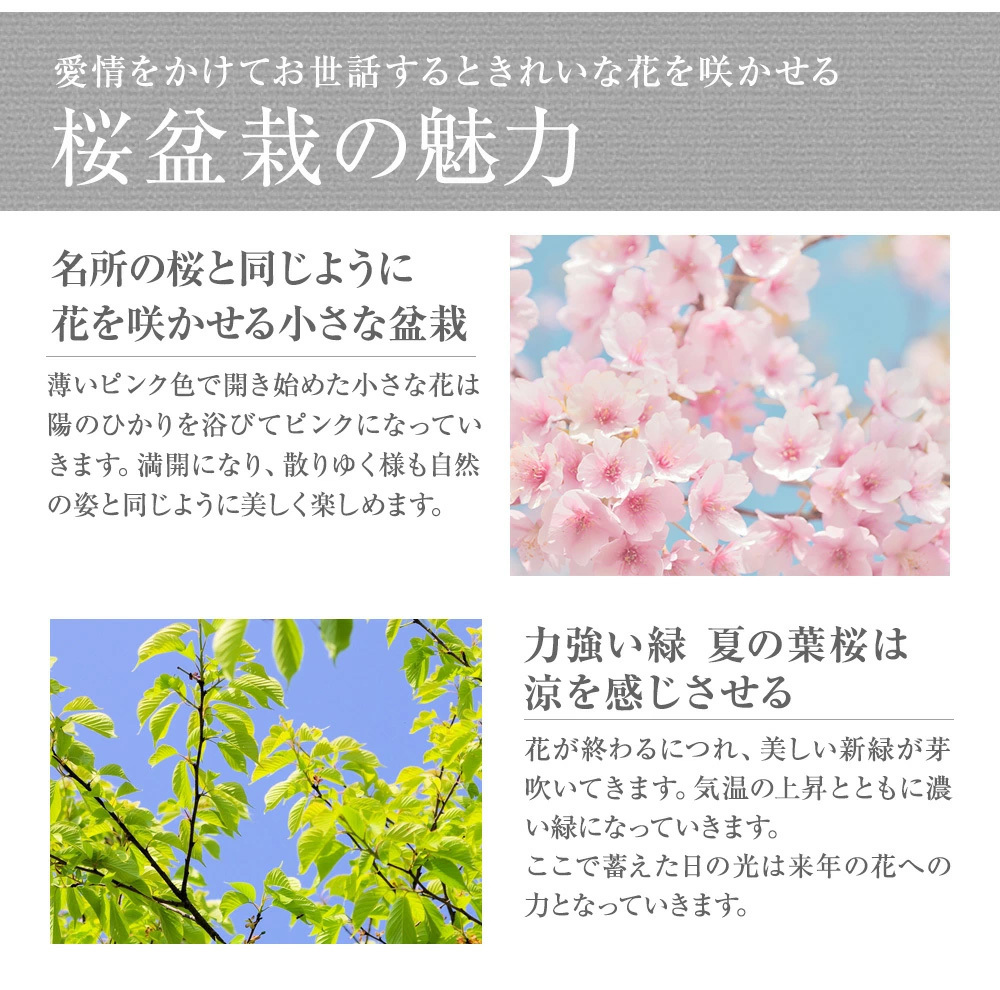 桜盆栽黒丸和鉢