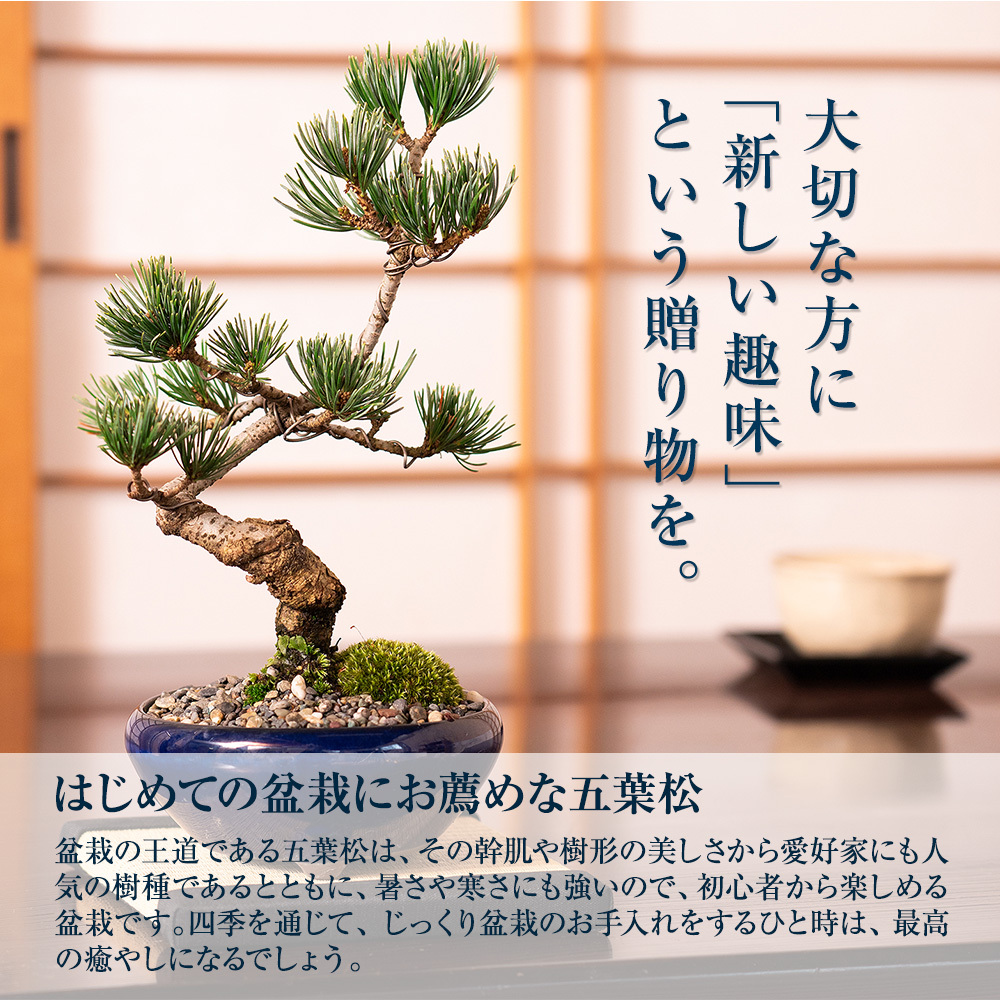松盆栽 松 ミニ 五葉松と地酒、酒器のセット 生子鉄鉢 樹齢 7年