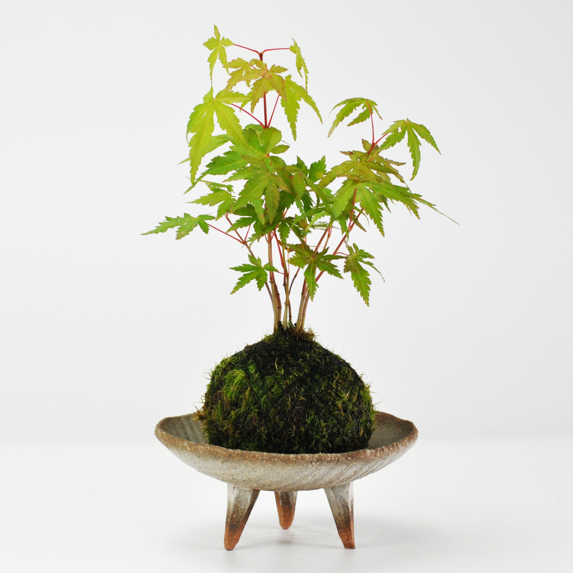 脚付き浅鉢　盆栽鉢　平鉢　植物ポット　豆盆栽　ミニ苔盆栽　植木鉢　45点セット 脚付き浅鉢 盆栽鉢 平鉢 植物ポット 豆盆栽 ミニ苔盆栽 植木鉢 45