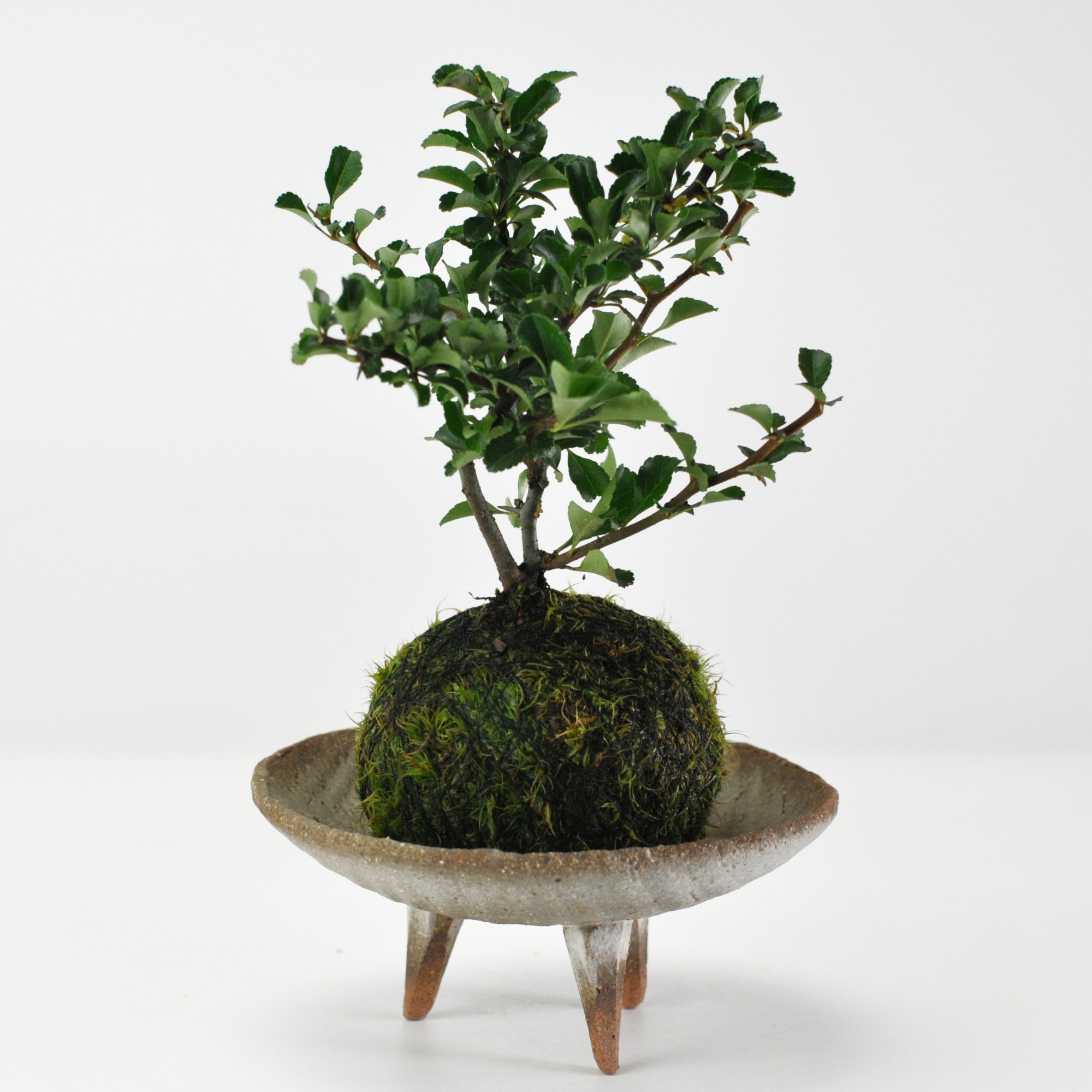 長寿梅の苔玉 盆栽 ミニ盆栽 bonsai ボンサイ ぼんさい 小品 誕生日