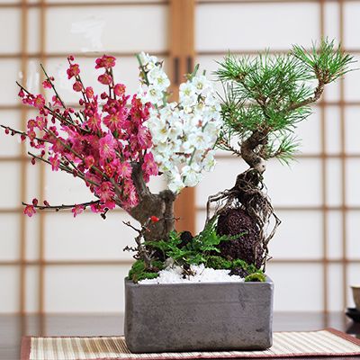 黒松と紅白梅の寄せ植え 松盆栽 鉢植え 寄せ植え ギフト 贈り物 おしゃれ モダン インテリア 縁起 和盆栽