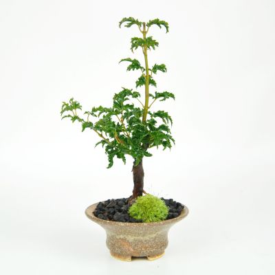 獅子頭もみじ 紅葉する盆栽 鉢植え ミニ盆栽 ギフト 贈り物 おしゃれ