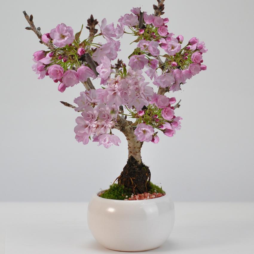 盆栽 桜 ミニ盆栽 ミニ桜 旭山桜 一才桜 モダン モダン盆栽 bonsai お 