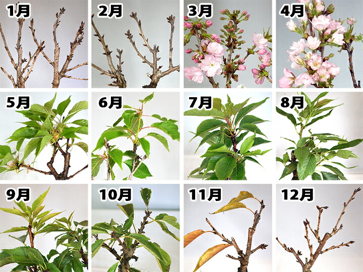 盆栽 桜 山もみじ桜ともみじの寄植え 信楽焼作家鉢6号 ミニ桜 ミニ山
