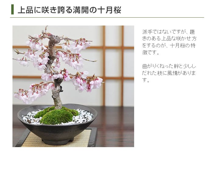 桜盆栽インテリア例