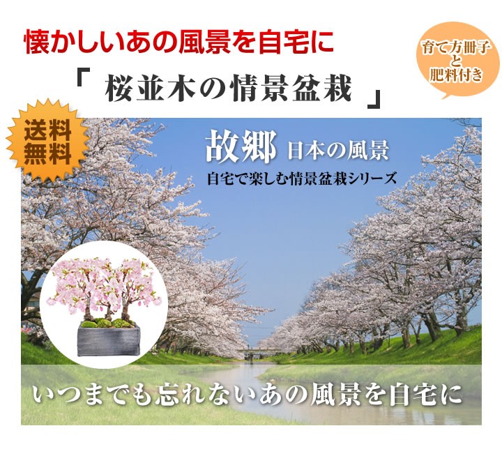 盆栽 桜 桜盆栽 観葉植物 1才桜 お家でお花見 満開桜 ラッピング ギフト Sakura さかづきの器 花見 旭山桜の2本立ち 父の日 開店 お祝い さくら 旭山 鉢植え 盆栽桜 桜特集 桜盆栽育て方冊子と肥料付き 退職 母の日