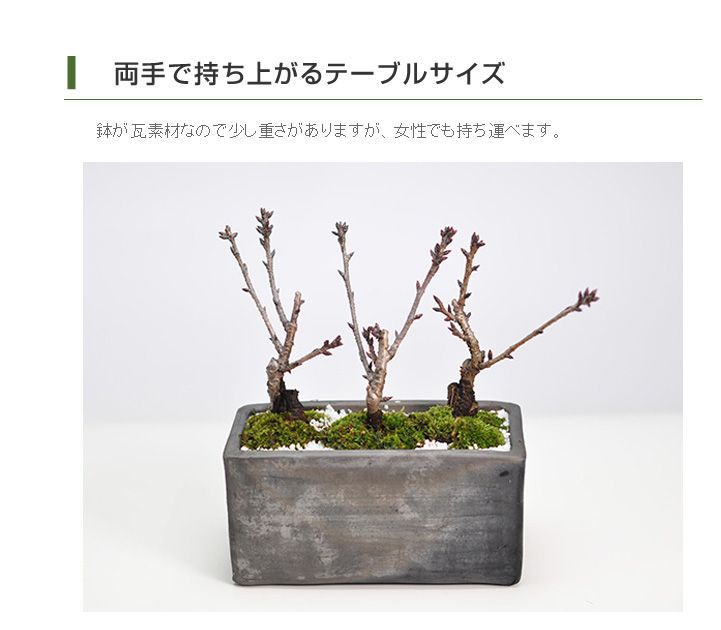 盆栽 桜 桜盆栽 観葉植物 1才桜 お家でお花見 満開桜 ラッピング ギフト Sakura さかづきの器 花見 旭山桜の2本立ち 父の日 開店 お祝い さくら 旭山 鉢植え 盆栽桜 桜特集 桜盆栽育て方冊子と肥料付き 退職 母の日 盆栽 桜 桜盆栽 観葉植物 1才桜 お家でお花見 満開桜 ラッピング ギフト Sakura さかづきの器 花見 旭山桜の2本立ち 父の日 開店 お祝い さくら 旭山 鉢植え 盆栽桜 桜特集 桜盆栽育て方冊子と肥料付き 退職 母の日