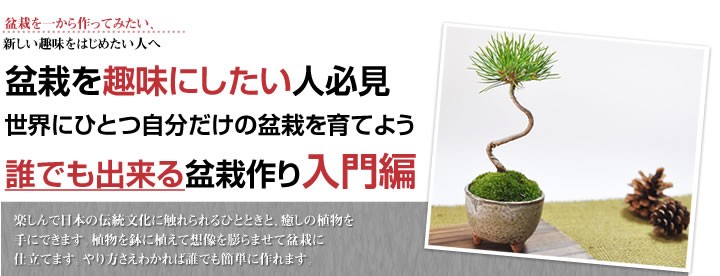 自由研究 盆栽を作るキット 入門編 黒松 盆栽を趣味にしたい人 盆栽を