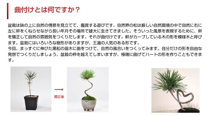 自由研究 盆栽を作るキット 入門編 黒松 盆栽を趣味にしたい人 盆栽を