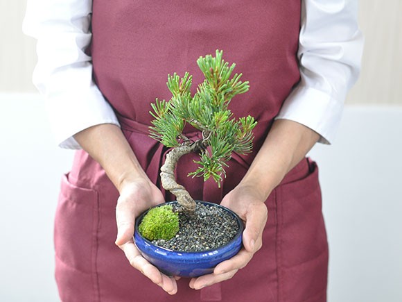 盆栽 五葉松 かっこいい松 育てやすい五葉松の盆栽 万古焼きの陶器