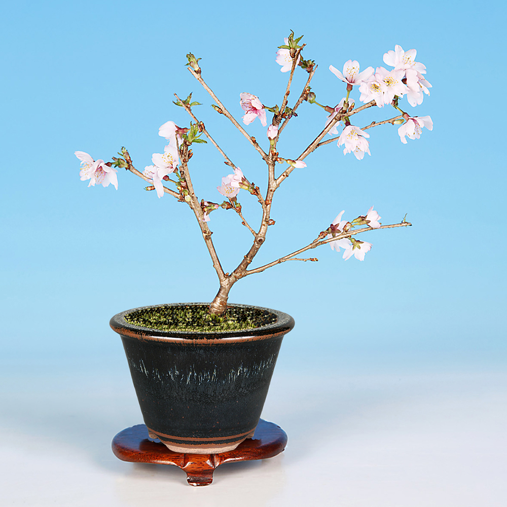 志水　鉢　盆栽　初期作品　3鉢セット　【美品・未使用品】 盆栽キット 季節の盆栽と鉢のおまかせセット 「桜」 盆栽 入門セット