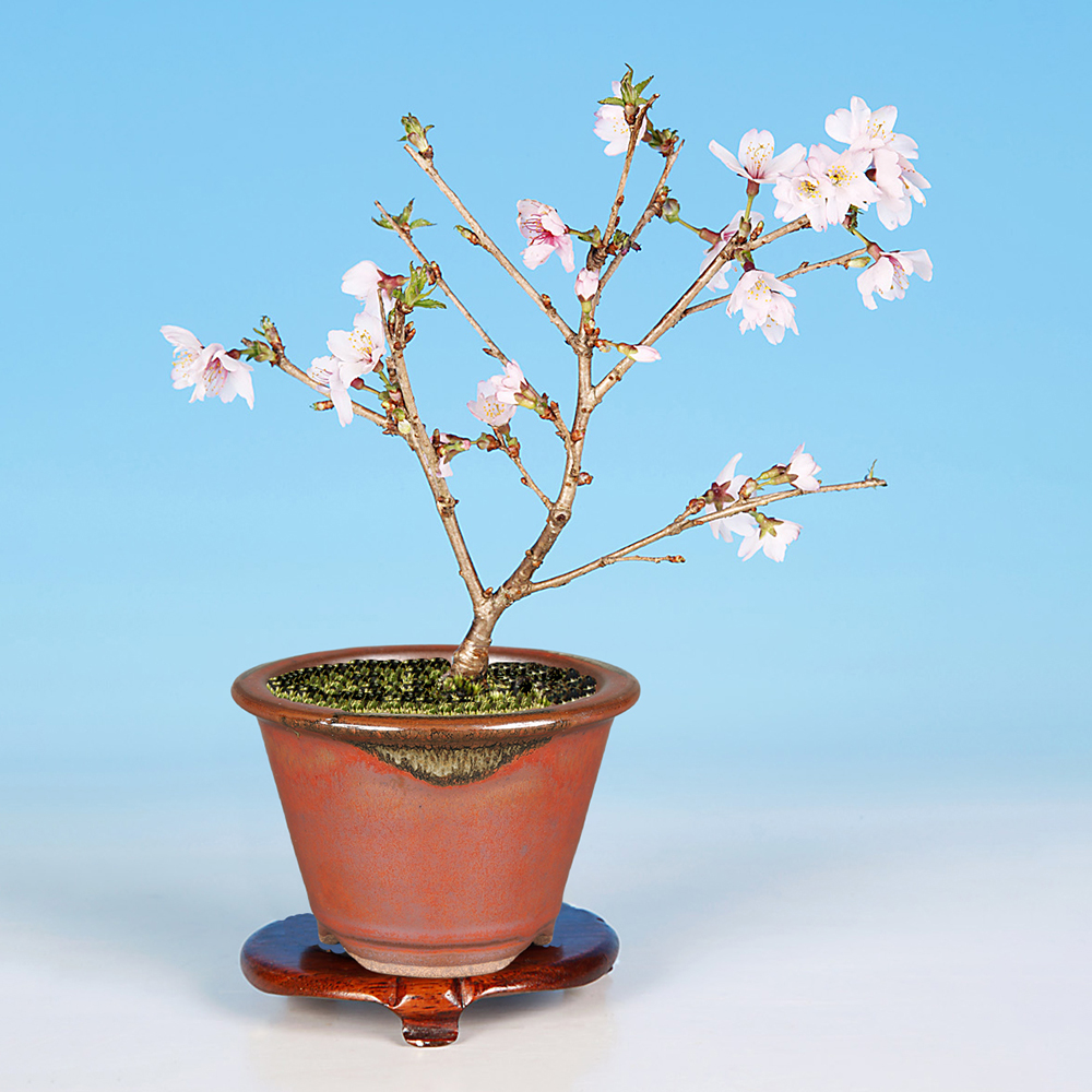 ミニ盆栽（その他盆栽用品）｜盆栽、苔玉 | 花、ガーデニング の