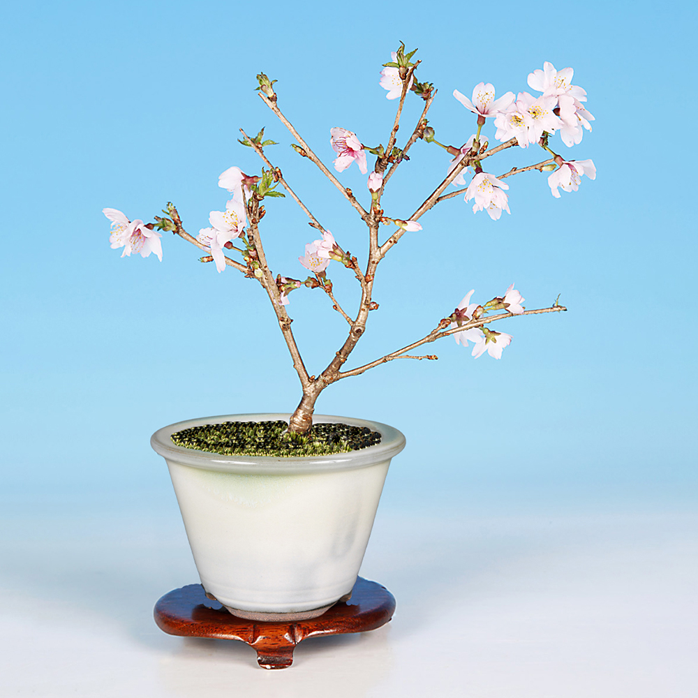 盆栽キット 季節の盆栽と鉢のおまかせセット 「桜」 盆栽 入門セット