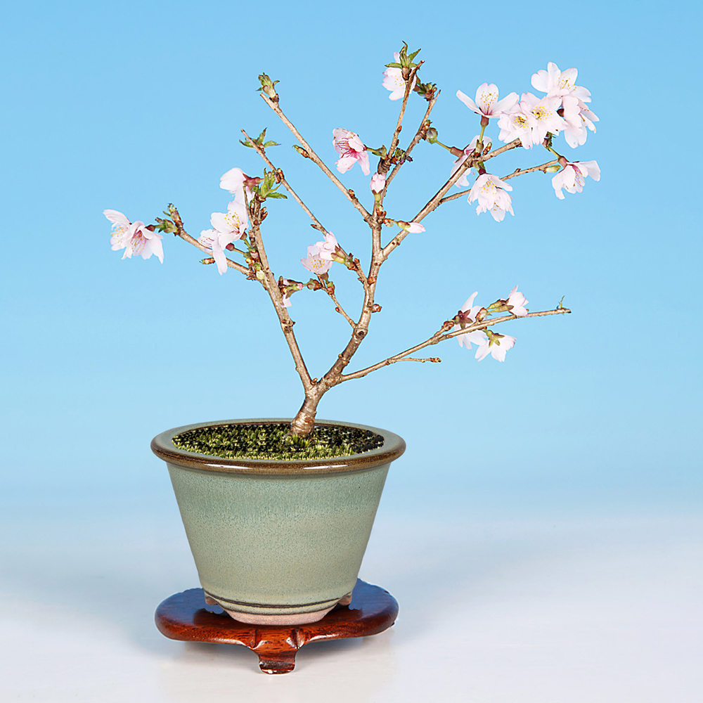 盆栽キット 季節の盆栽と鉢のおまかせセット 「桜」 盆栽 入門セット