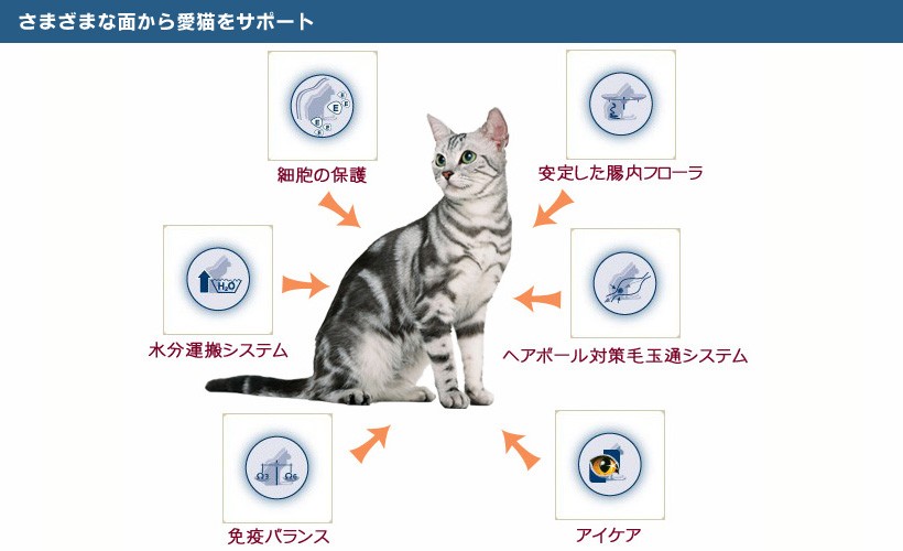 bosch(ボッシュ)ザナベレキャットフードのシステム