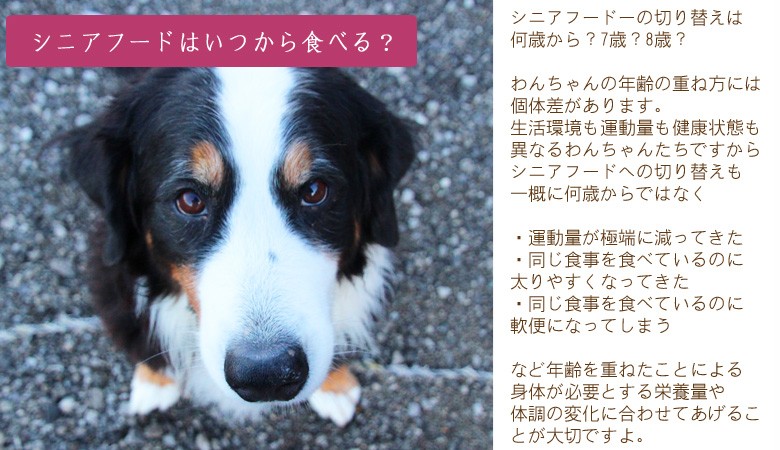 bosch(ボッシュ)ハイプレミアムミニシニアドッグフード