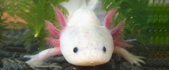 ブリーダークラブ