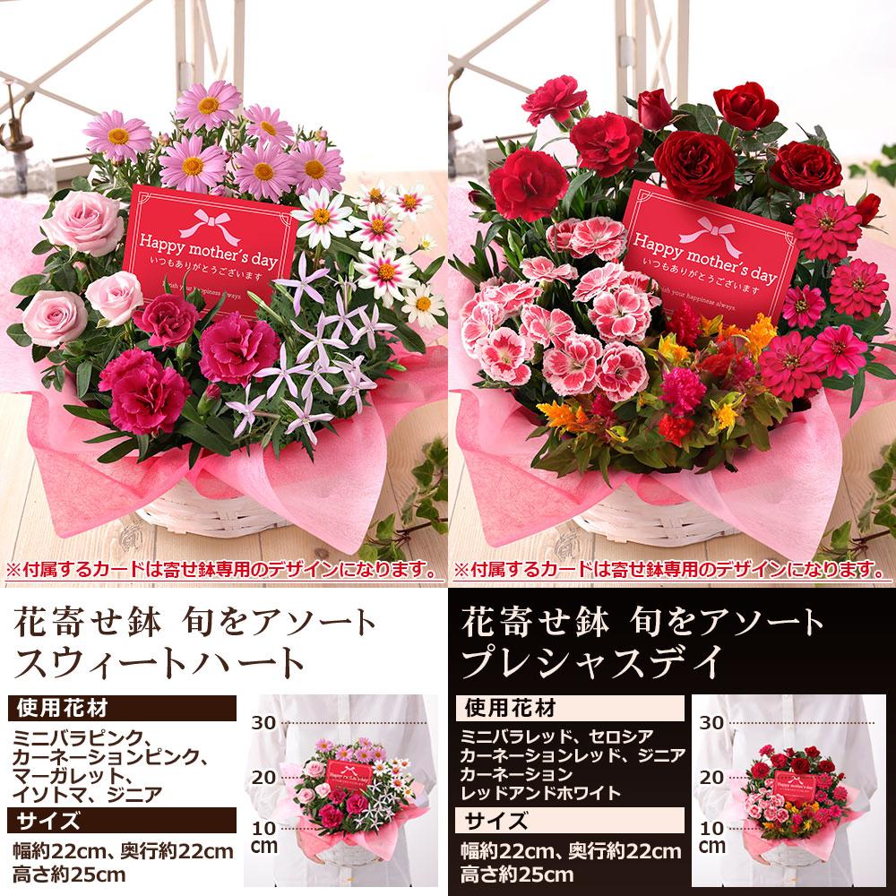 遅れてごめんね！ 母の日 2026 ギフト プレゼント 花 いつ フラワー