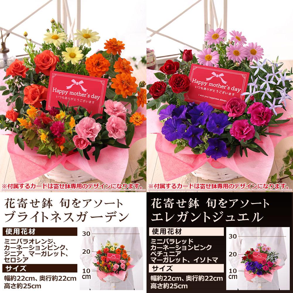 遅れてごめんね！ 母の日 2026 ギフト プレゼント 花 いつ フラワー