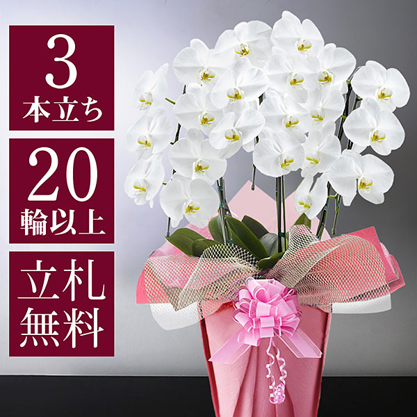 BunBunBee お祝い花鉢「大輪胡蝶蘭」 3本立ち 20輪以上（つぼみ込