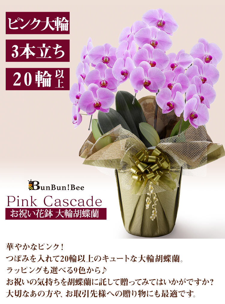 BunBunBee お祝い花鉢「大輪胡蝶蘭」 3本立ち 20輪以上（つぼみ込