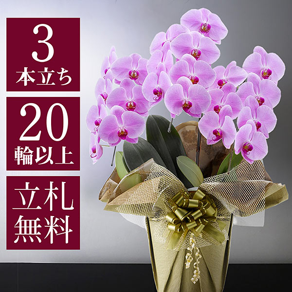 お祝い花鉢「大輪胡蝶蘭」 3本立ち 20輪以上（つぼみ込） 選べる3色
