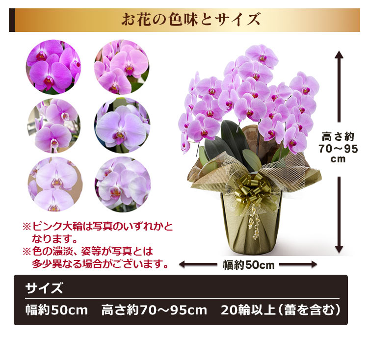 BunBunBee お祝い花鉢「大輪胡蝶蘭」 3本立ち 20輪以上（つぼみ込