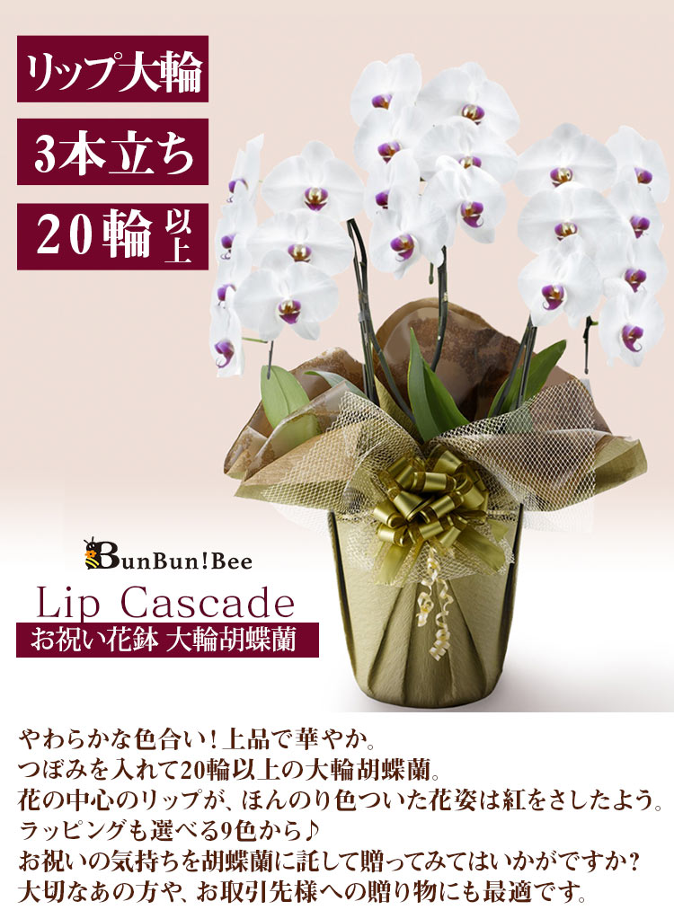 BunBunBee お祝い花鉢「大輪胡蝶蘭」 3本立ち 20輪以上（つぼみ込
