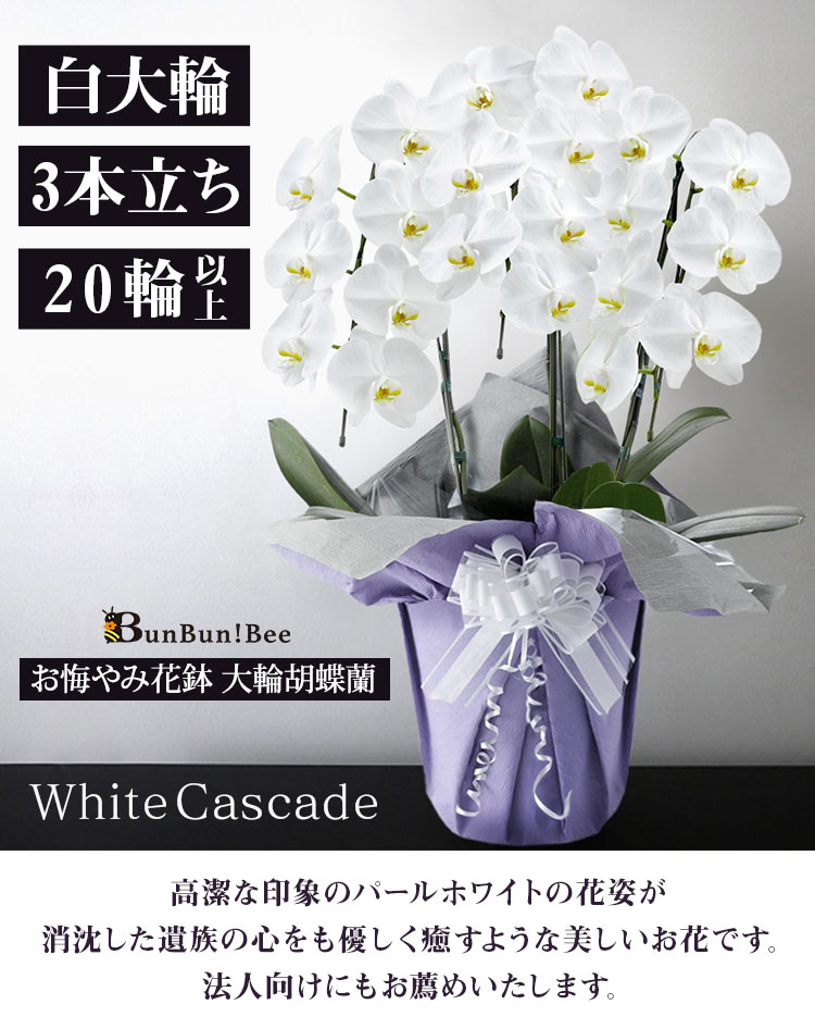 お悔やみ花鉢「大輪胡蝶蘭・白」 3本立ち 20輪以上（つぼみ込） 送料無料 お供え 花 お悔やみ 供花 花鉢 生花 仏花 フラワー ギフト お悔み 仏事 弔事｜bunbunbee｜03