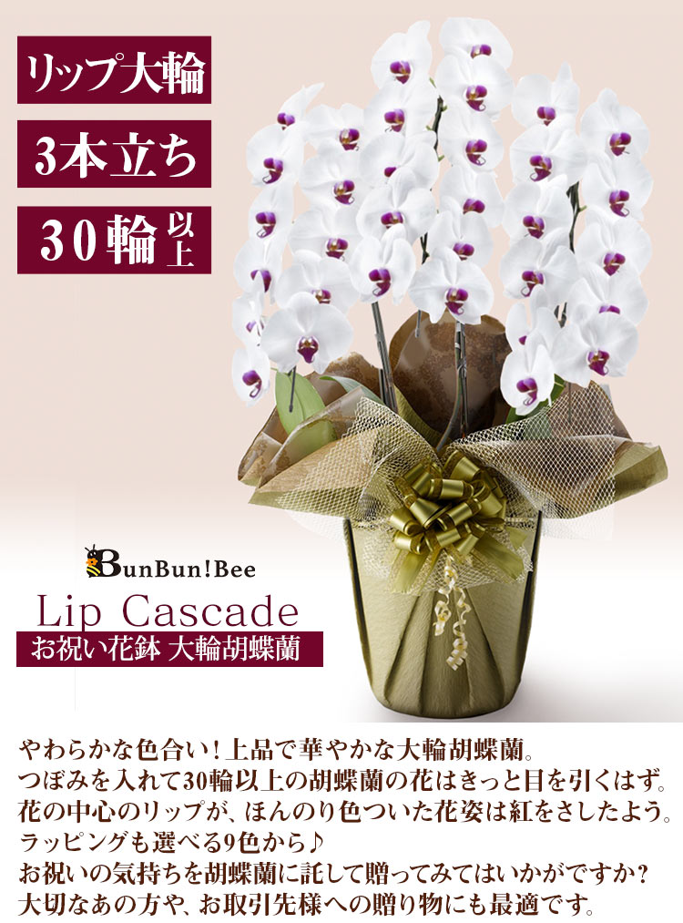 BunBunBee お祝い花鉢「大輪胡蝶蘭 プレミアム」 3本立ち 30輪以上