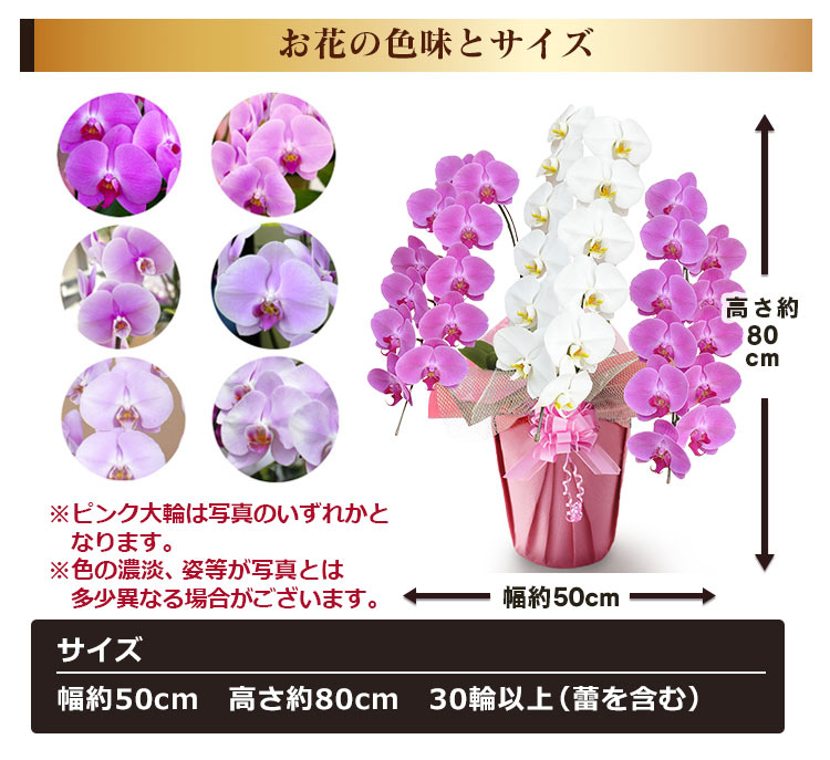 BunBunBee お祝い花鉢「大輪胡蝶蘭 プレミアム」 3本立ち 30輪以上