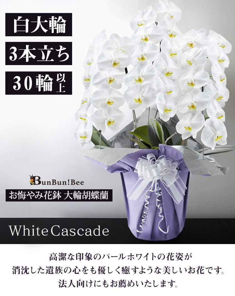 お悔やみ花鉢「大輪胡蝶蘭 プレミアム・白」 3本立ち 30輪以上（つぼみ込） 送料無料 お供え 花 供花 花鉢 生花 仏花 フラワー ギフト お悔み 仏事 弔事｜bunbunbee｜03