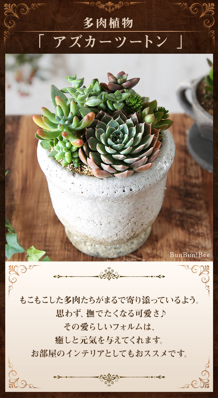 多肉植物 寄せ植え 誕生日プレゼント ギフト おまかせ多肉アソートm1 Usual 067 Bunbun Bee 通販 Yahoo ショッピング