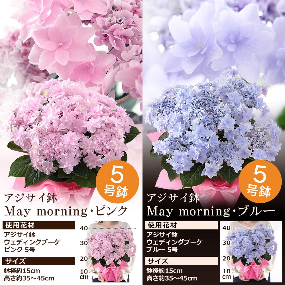 早割実施中！ 母の日 2025 プレゼント 花 ギフト 鉢植え アジサイ 