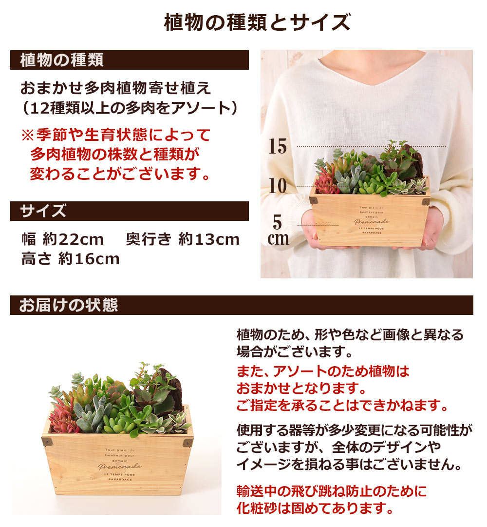 多肉植物 寄せ植え おまかせ多肉アソートM2 送料無料 誕生日 プレゼント ギフト お祝い インテリアグリーン｜bunbunbee｜07