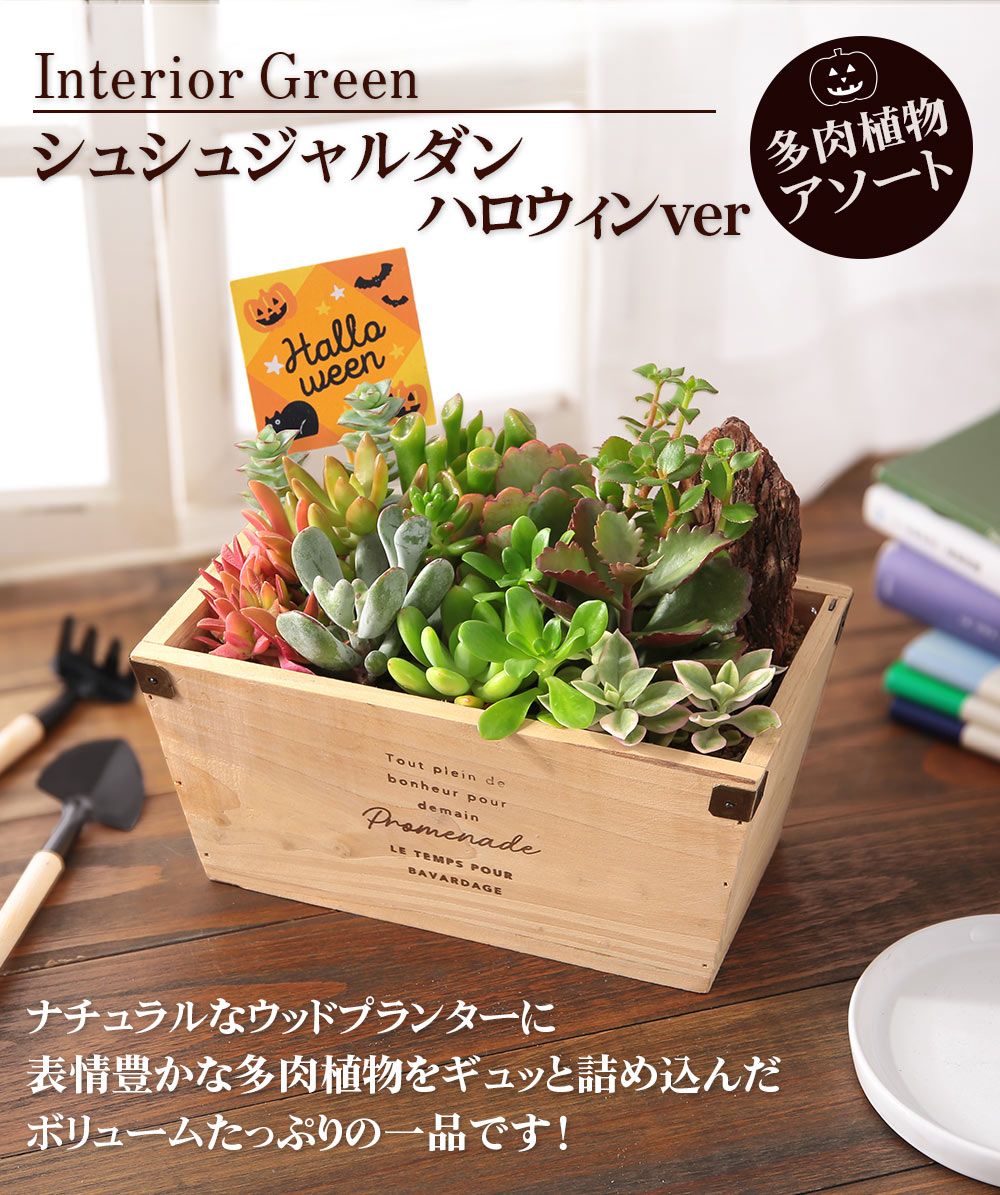 多肉植物 寄せ植え おまかせ多肉アソートm2 送料無料 誕生日 プレゼント ギフト お祝い インテリアグリーン Usual 069 Bunbun Bee 通販 Yahoo ショッピング