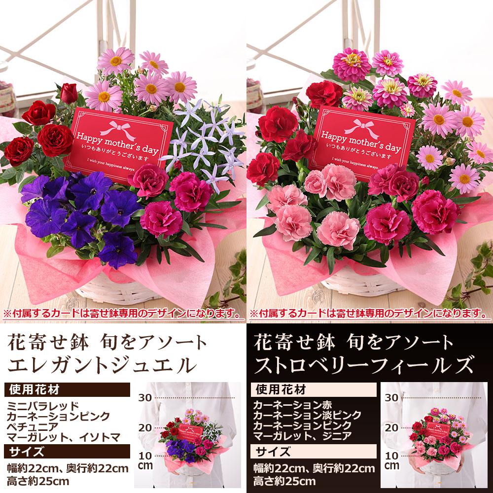 早割実施中！ 母の日 2026 プレゼント 花 ギフト 鉢植え アジサイ