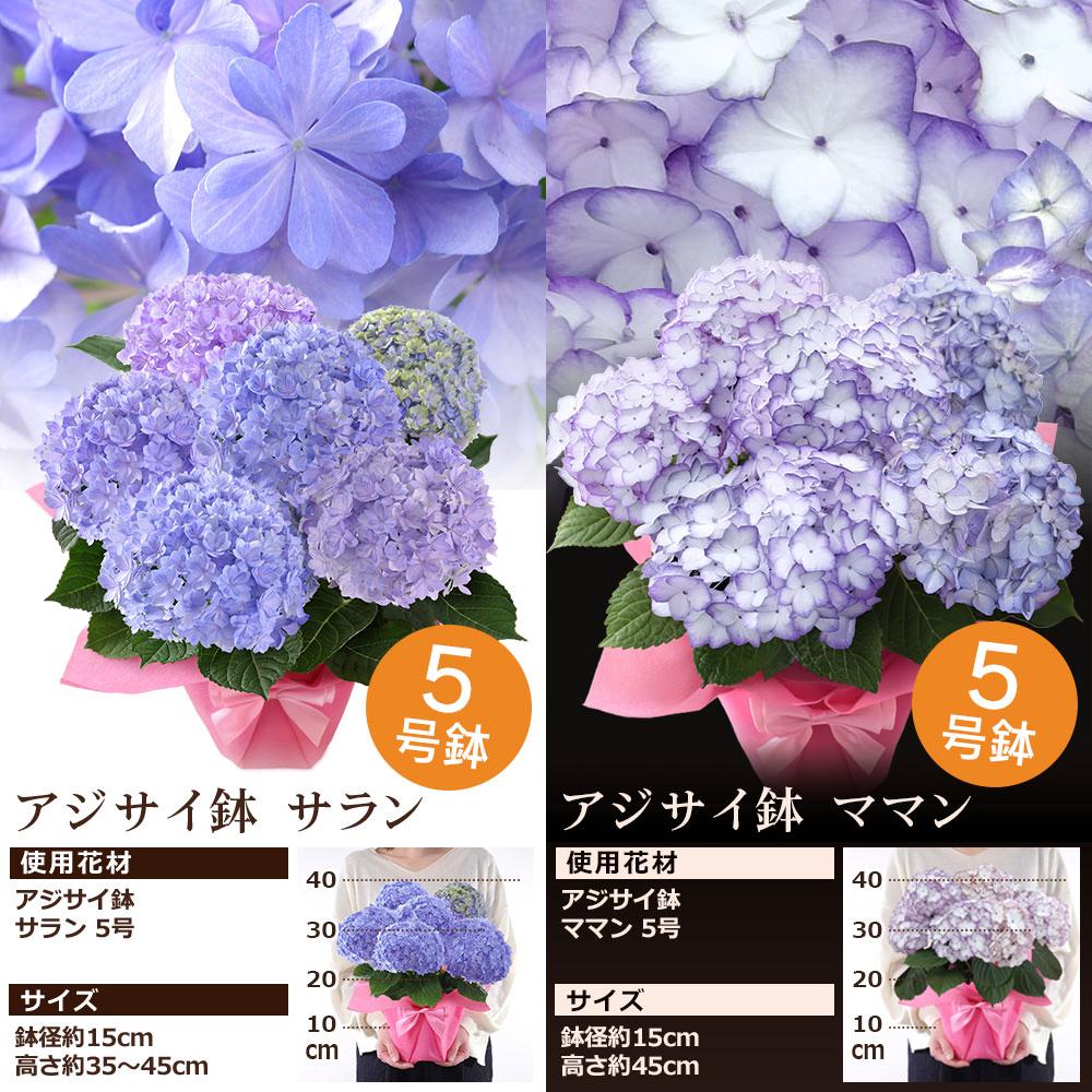 プリザーブドフラワーアレンジメント 紫　カーネーション＆アジサイ 母の日 2026 ギフト プレゼント 花 フラワーアレンジ 鉢植え アジサイ