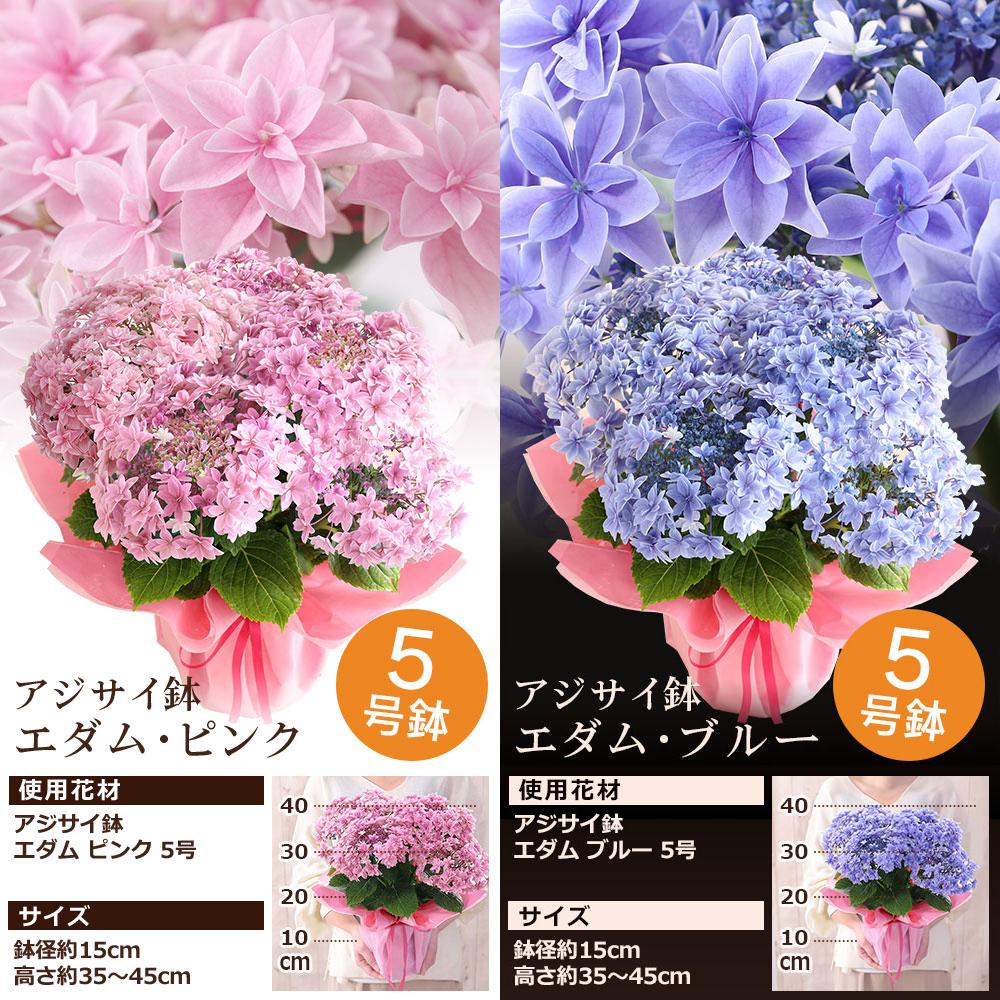 未使用品含むプリザーブドフラワーセットバラカーネーションアジサイ母の日