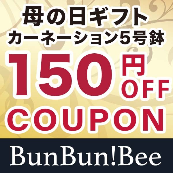 BunBun!Bee カーネーション5号鉢！150円OFFクーポン